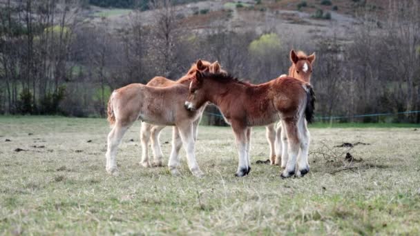 Manada de lindos caballos potro descendencia en el campo al atardecer - Amor animal afecto - Metraje, vídeo