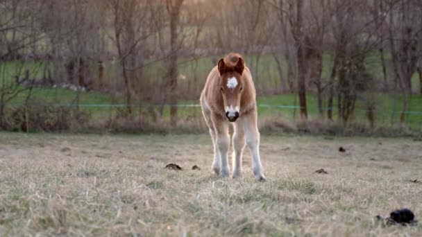 Pequeño potro de caballo bebé pastando comiendo hierba en el campo en el campo - Metraje, vídeo