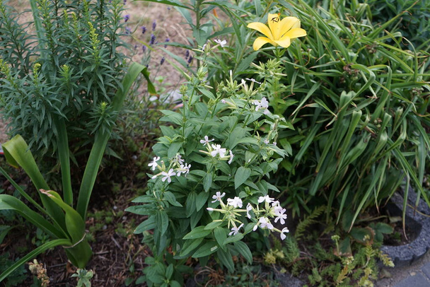 Saponaria officinalis цвіте в липні. Saponaria officinalis, звичайний миючий засіб, пучок-бета, крук-мило, дикий солодкий Вільям і соуси, є поширеною багаторічною рослиною з родини Caryophyllaceae. Берлін (Німеччина)  - Фото, зображення