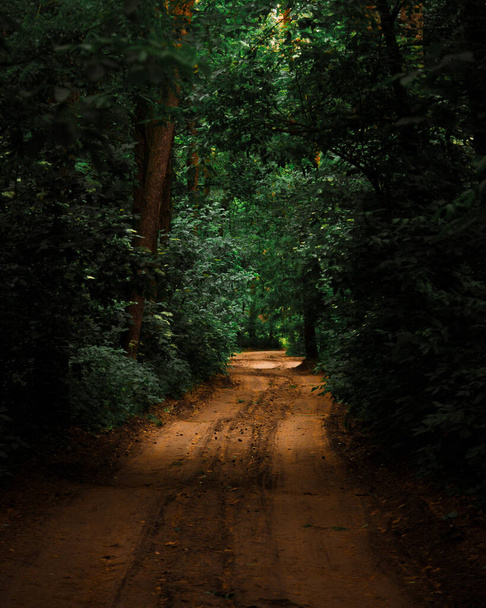Fotoğraf, sık bir orman boyunca bir yol tasvir ediyor..  - Fotoğraf, Görsel
