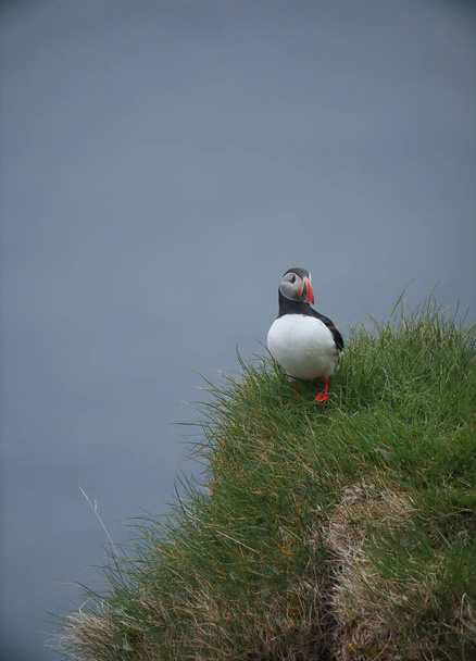 Puffins atlánticos pájaro o frailecillo común sobre fondo azul océano.Islas Feroe. Noruega aves más populares. Fratercula arctica - Foto, imagen