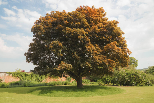 A large Norway Maple (Acer platanoides), a broadleaf deciuous tree in the landscaped gardens of Falkland Place on a sunny summer day in Fife, Scotland, UK. - Photo, Image