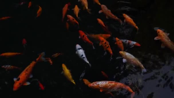 pesci d'oro che nuotano nel laghetto limpido di Wonosobo, Indonesia. Filmati della natura. - Filmati, video