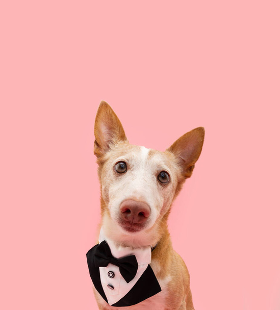 Портрет і афроамериканський собака, що святкує день матері або день валентина, одягнений в смокінг. Ізольовані на рожевому пастельному фоні
 - Фото, зображення