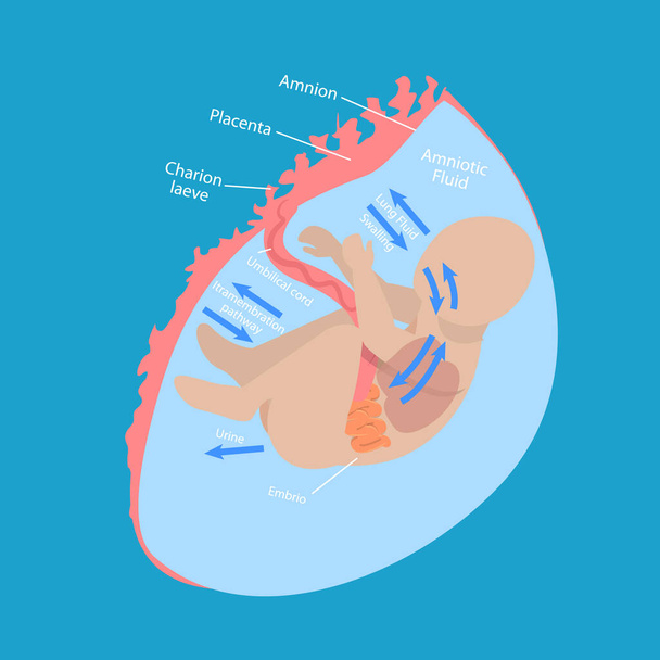 Ilustración conceptual plana isométrica 3D del flujo de agua fetal, funcionalidad médica del bebé nonato - Vector, imagen