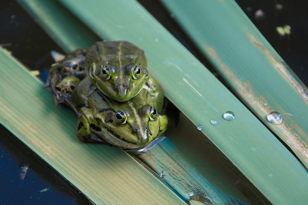 Dvojice žab během páření - Fotografie, Obrázek