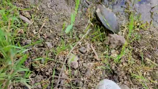 flip schildpad met zijn voet, de man nadert de schildpad duwt haar sneakers. schildpad omgedraaid kan niet terug te gaan helpen dieren redden van de levende wereld in de buurt van het moeras rivier er woont een grote schildpad - Video
