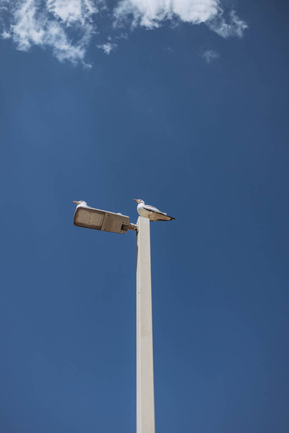 Seagull bird perched on top of a street light pole with big blue sky near Santa Barbara Castle on Alicante. Summer vacation in Spain.  - famous landmark. Alicante, Costa Blanca, Spain. - Photo, Image