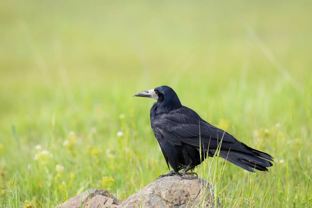 Crow. Rook. (Corvus frugilegus). Green nature background. - Photo, Image