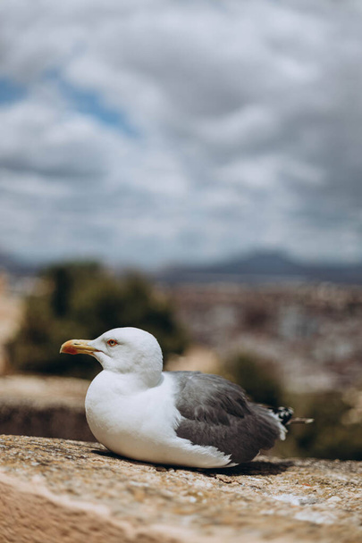 Seagull at the Harbour in the Mediterranean Sea from Santa Barbara Castle, Alicante is ready to fly over the seashore and sitting on the edge of Santa Barbara castle fort. Summer vacation - Photo, Image
