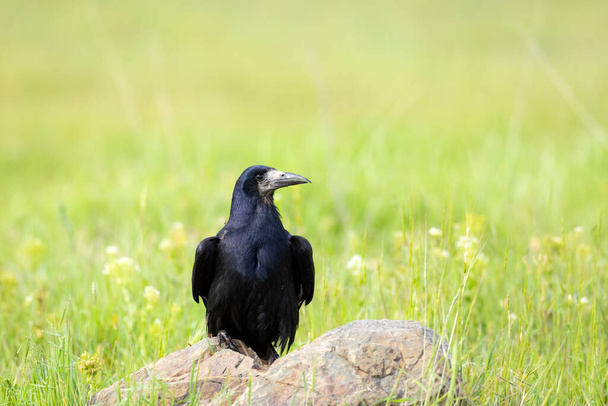 Crow. Rook. (Corvus frugilegus). Green nature background. - Photo, Image