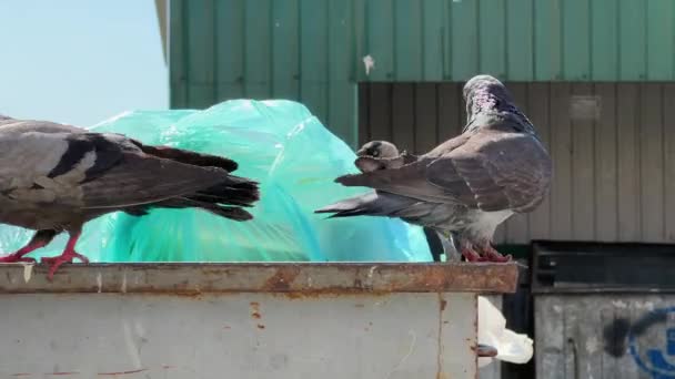 Güvercinler ve kargalar çöpte yiyecek arıyorlar. Yüksek kalite 4k görüntü - Video, Çekim