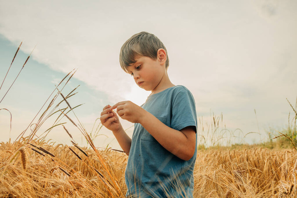 Little boy in blue shirt in yellow wheat field in summer time - Photo, Image