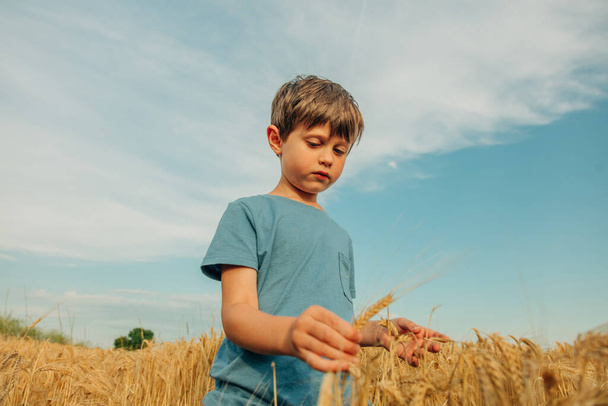 Little boy in blue shirt in yellow wheat field in summer time - 写真・画像