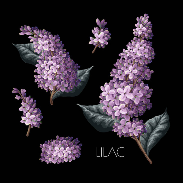 Purple lilac and leves isolated. Vector - Διάνυσμα, εικόνα
