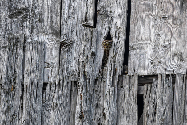 Little Owl (Athene noctua) in a barn looking out. Bas-Rhin, Collectivite europeenne d'Alsace,Grand Est, France. - Φωτογραφία, εικόνα