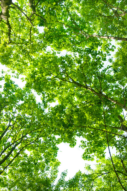 Green leaves - Fotó, kép