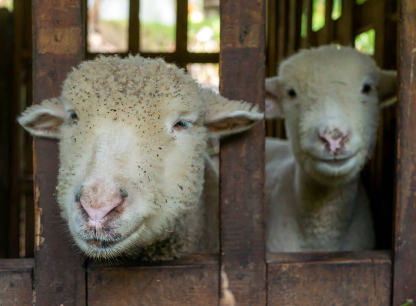 Zbliżenie młodych owiec na farmie w Yogyakarta, Indonezja - Zdjęcie, obraz
