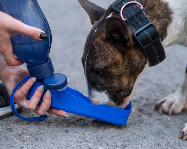 The owner gives a drink to the tiger bull terrier from a special drinking bottle - Fotoğraf, Görsel