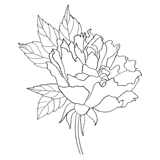 Flower rose. Hand drawn. Vector illustration. Isolated linear plant blooming bud for design, decor and decoration - Vector, Image