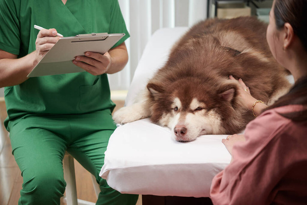 Ιδιοκτήτης χτυπώντας άρρωστο σκυλί για να ηρεμήσει το ζώο κατά την επίσκεψη κτηνίατρο - Φωτογραφία, εικόνα