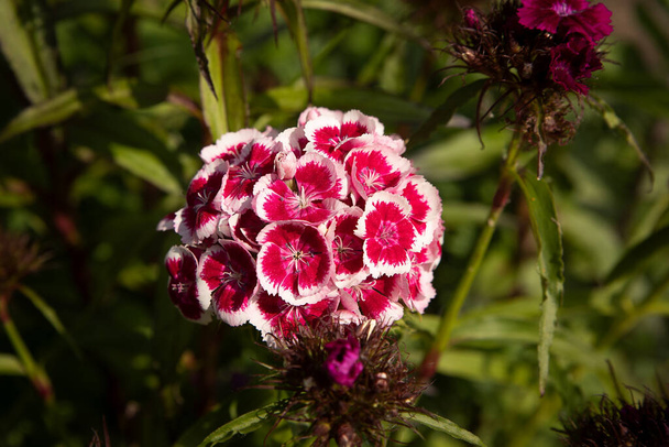 Zbliżenie słodkiego Williama, Dianthusie Barbatusie. Pokazuje kwitnące główki kwiatów na naturalnym tle z przestrzenią do kopiowania - Zdjęcie, obraz