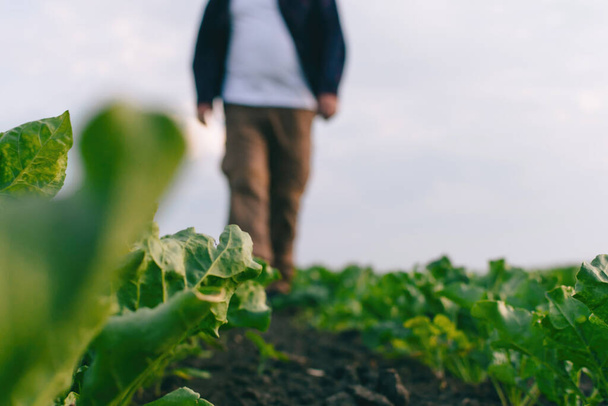 A farmer in a field of sugar beets checks the crop and the presence of weeds. Agricultural concept at sunset and clouds. Measurements in field conditions. Sampling on a plot of land with plants. - Foto, afbeelding