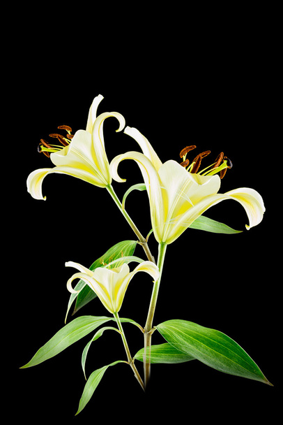 gele lelie bloem op zwarte achtergrond - Foto, afbeelding