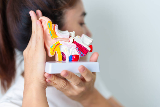 Жінка тримає модель анатомії людського вуха. Хвороба вух, Atresia, Otitis Media, Pertorated Eardrum, Meniere syndrome, otolaryngologist, Ageing Hearing Loss, Schwannoma and Health - Фото, зображення