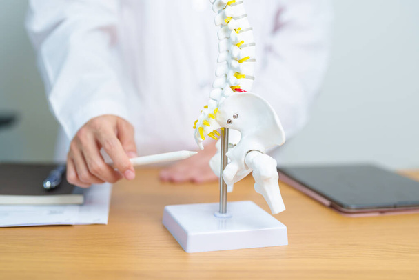 Doctor with human Spine anatomy model. Spinal Cord Disorder and disease, Back pain, Lumbar, Sacral pelvis, Cervical neck, Thoracic, Coccyx, Orthopedist, chiropractic, Office Syndrome and health - Φωτογραφία, εικόνα