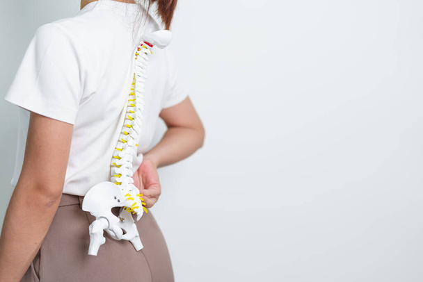 Nainen, jolla on ihmisen selkärangan anatomia malli. Selkärankahalkio, Selkäkipu, Lannerangan, Kohdunkaulan, Rintakehän, Coccyx, Ortopedi, kiropraktikko, Toimistosyndrooma ja terveys - Valokuva, kuva