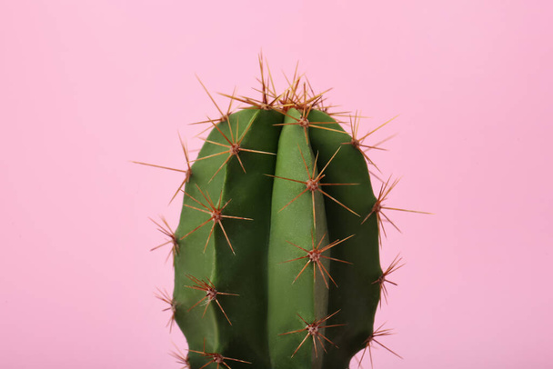 Beautiful green cactus on pink background, closeup. Tropical plant - Photo, Image