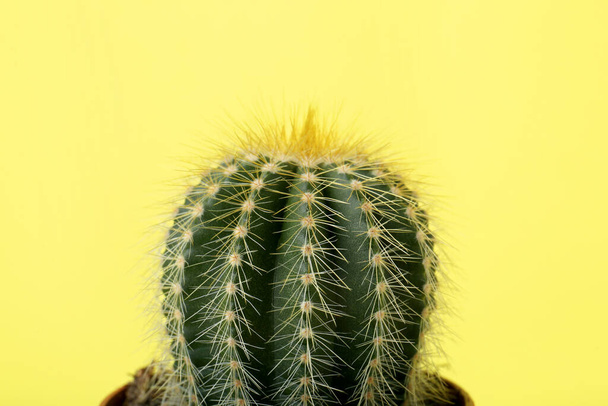 Beautiful green cactus on yellow background, closeup. Tropical plant - Fotó, kép