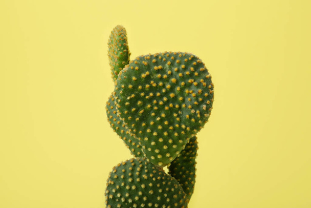 Beautiful green Opuntia cactus on yellow background - Valokuva, kuva
