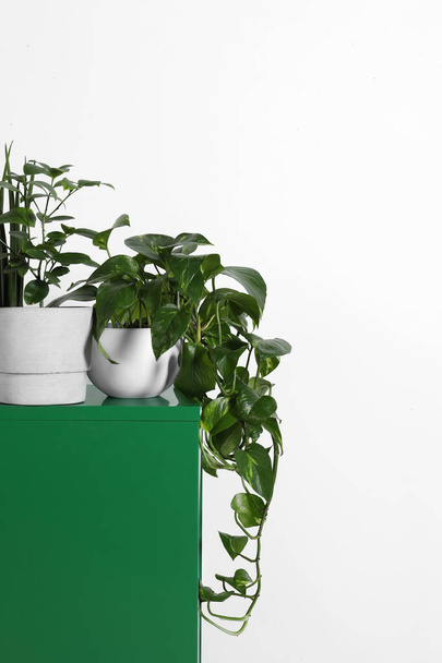 Many different houseplants in pots on green chest of drawers near white wall, space for text - Foto, imagen