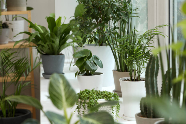 Many beautiful potted houseplants on windowsill indoors - Foto, Imagem
