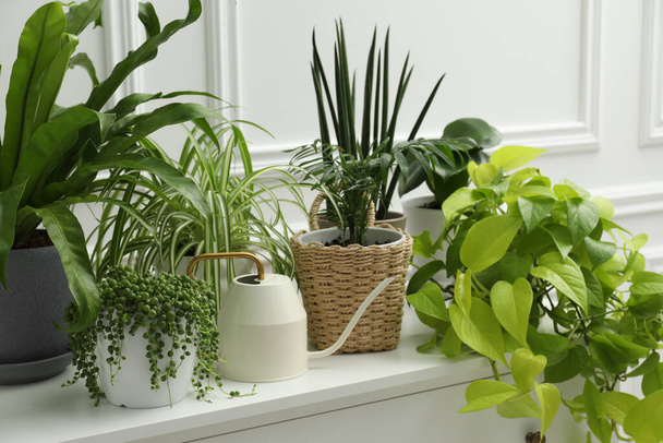 Green potted houseplants on chest of drawers near white wall - Zdjęcie, obraz