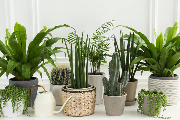 Many green potted houseplants on table near white wall - Photo, image