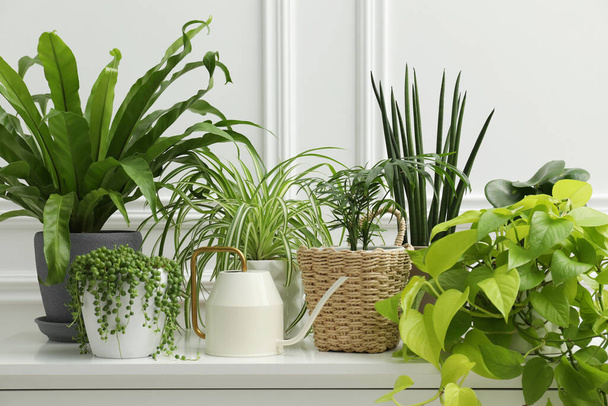 Green potted houseplants on chest of drawers near white wall - Foto, afbeelding