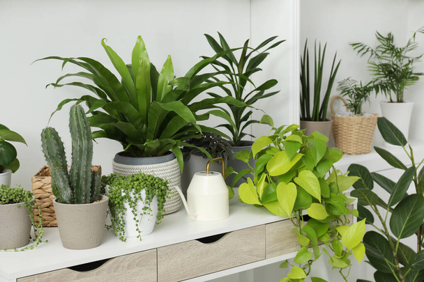 Many green potted houseplants on table indoors - Foto, afbeelding