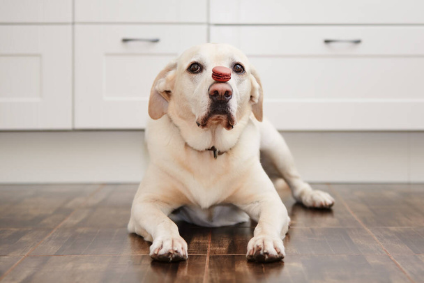 Zabawny portret labradora retrievera w domu. Pies balansowanie francuski makaron na jego pysk w kuchni - Zdjęcie, obraz
