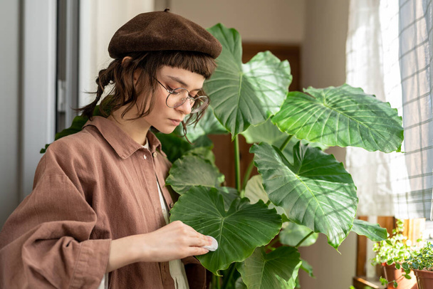 Home gardening concept. Focused girl wipes dust from leaves large alocasia with cotton pad, takes care of houseplant, moisturizes during heating period. Plant lovers, green hobby - Photo, Image