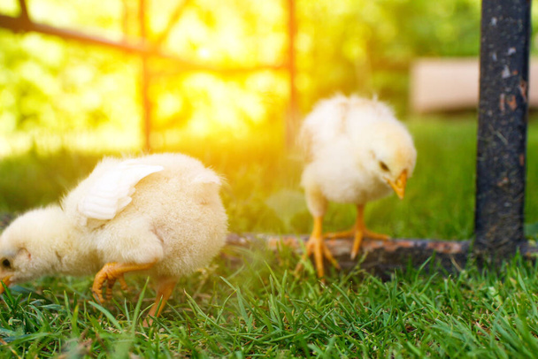A vibrant yellow baby chicken stands out against a defocused, green nature background. This adorable white little chick is captured in motion, showcasing its curious and lively nature. Sunny. Blurred. - 写真・画像