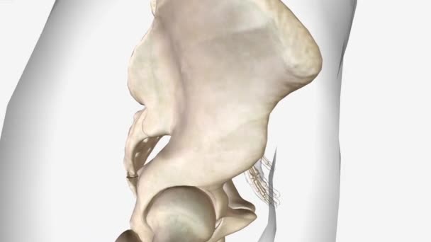 Расположение костного мозга, кость бедра - Кадры, видео