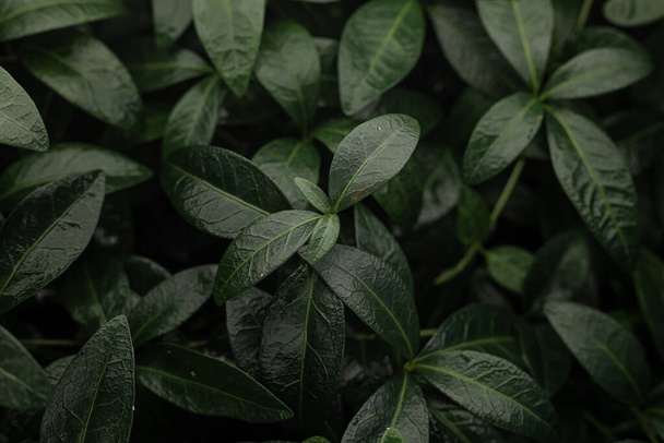 Green periwinkle leaves with raindrops - Фото, зображення