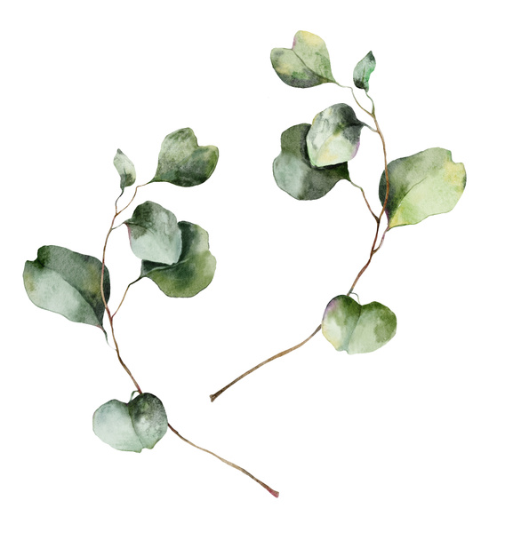 Aquarel bloemen set van eucalyptus takken met bladeren en zaden. Met de hand geschilderde natuurelementen geïsoleerd op witte achtergrond. Illustratie voor ontwerp, bedrukking, stof of achtergrond - Foto, afbeelding