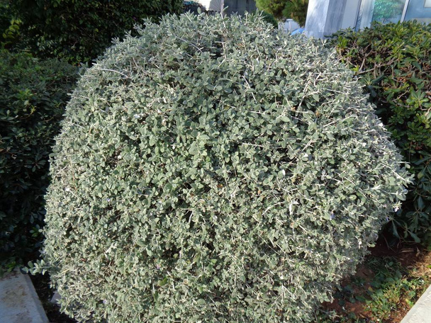 Shrubby germander, or Teucrium fruticans plant in Glyfada, Greece - Photo, Image