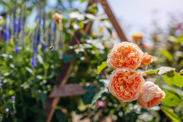 Großaufnahme von Kronprinzessin Margareta beim Klettern auf Rosen, die im Garten von Veronika blühen. Orangefarbene Schröpfblumen wachsen am Stand. - Foto, Bild