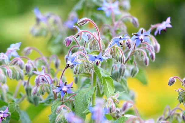 Borage, lat Borago officinalis, flowers in bloom. Borago officinalis in bloom,  favorite annual herb with edible flowers.  - Photo, Image