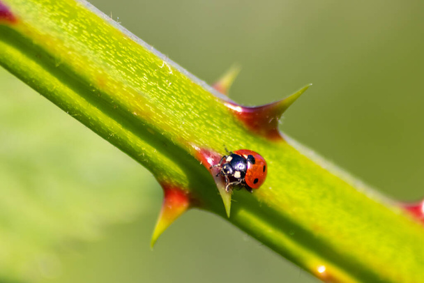 Korzystne dla owadów biedronka czerwone skrzydła i czarne kropkowane polowanie na kury roślin jako biologicznej zwalczania szkodników i naturalnych insektycydów dla rolnictwa ekologicznego z naturalnych wrogów zmniejsza rolnicze pestycydy - Zdjęcie, obraz